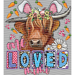 Cow-NIU 2594